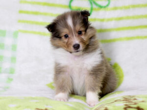 シェットランドシープドッグ（シェルティー）子犬販売、セーブル＆ホワイト、男の子（オス）、2025年05月12日産まれ、神奈川県ブリーダー、ID20250616004。おすわり2