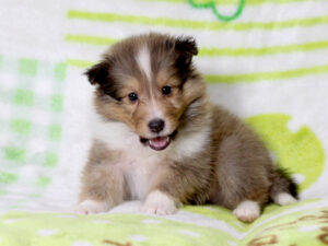 シェットランドシープドッグ（シェルティー）子犬販売、セーブル＆ホワイト、男の子（オス）、2025年05月12日産まれ、神奈川県ブリーダー、ID20250616004。ふせ4