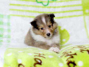 シェットランドシープドッグ（シェルティー）子犬販売、セーブル＆ホワイト、男の子（オス）、2025年05月12日産まれ、神奈川県ブリーダー、ID20250616004。ふせ5