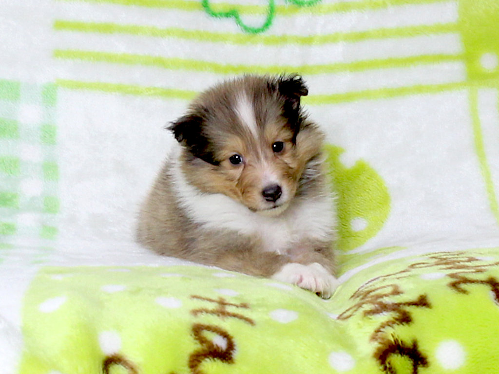 シェットランドシープドッグ（シェルティー）子犬販売、セーブル＆ホワイト、男の子（オス）、2025年05月12日産まれ、神奈川県ブリーダー、ID20250616004。ふせ5