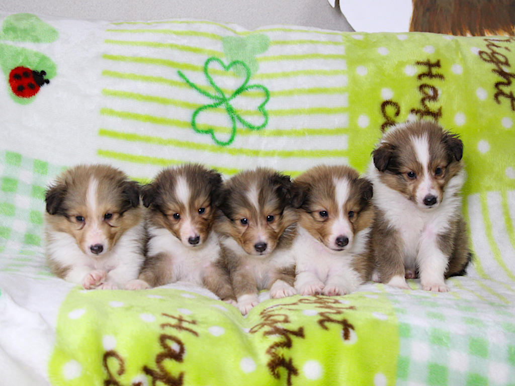 シェットランドシープドッグ（シェルティー）子犬販売、セーブル＆ホワイト、男の子（オス）4頭、女の子（メス）1頭、2025年05月12日産まれ、神奈川県ブリーダー、ID20250616001-005。兄妹全員集合